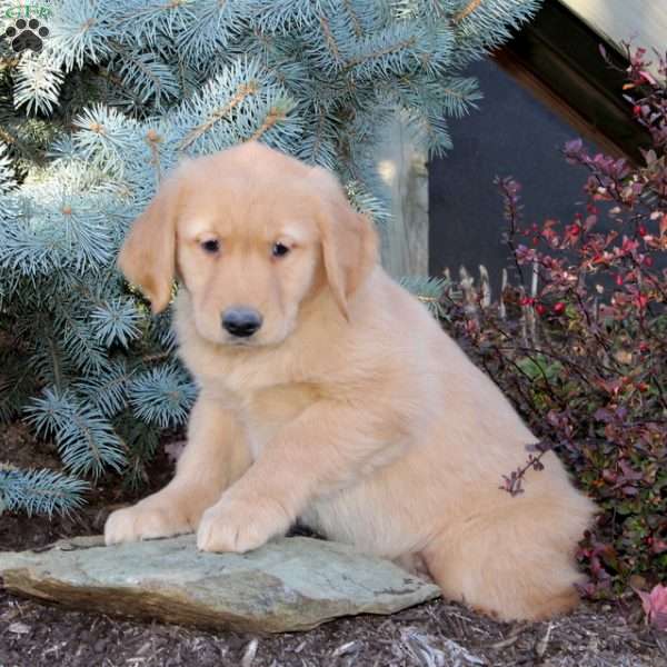 Joe, Golden Retriever Puppy